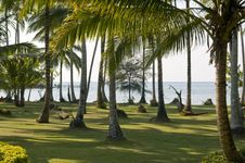 Palm Trees Garden. Royalty Free Stock Image Palm Trees Garden. Royalty Free Stock Image