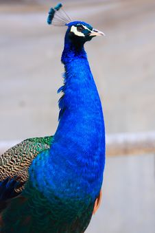 Blue Peacock Stock Photo