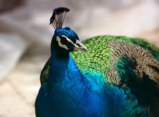 Blue Peacock Stock Images