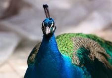Blue Peacock Royalty Free Stock Image Blue Peacock Royalty Free Stock Image