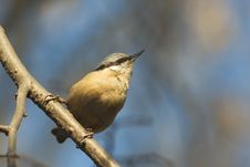 Eurasian Nuthatch (Sitta Europaea) Stock Images Eurasian Nuthatch (Sitta Europaea) Stock Images