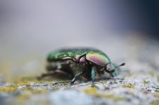 Rose Chafer (Cetoniinae) Stock Photos Rose Chafer (Cetoniinae) Stock Photos