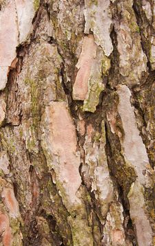 Free Bark Royalty Free Stock Photos - 13796978