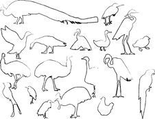 Bird Royalty Free Stock Photography