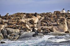 Seal Habitat Stock Photography Seal Habitat Stock Photography
