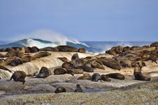 Seal Island Stock Images Seal Island Stock Images