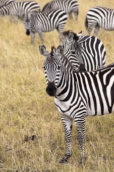 Group Of Zebras Royalty Free Stock Image Group Of Zebras Royalty Free Stock Image