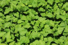 Nettle Stock Images Nettle Stock Images