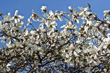 White Flowers Of Magnolia Royalty Free Stock Images White Flowers Of Magnolia Royalty Free Stock Images