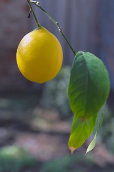 Lemon Royalty Free Stock Photos Lemon Royalty Free Stock Photos