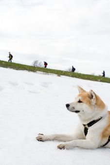 Akita Dog On Snow Looking At Hiking People Royalty Free Stock Photography Akita Dog On Snow Looking At Hiking People Royalty Free Stock Photography