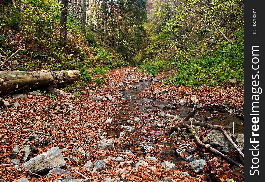 Little water stream flowing through autumn forest