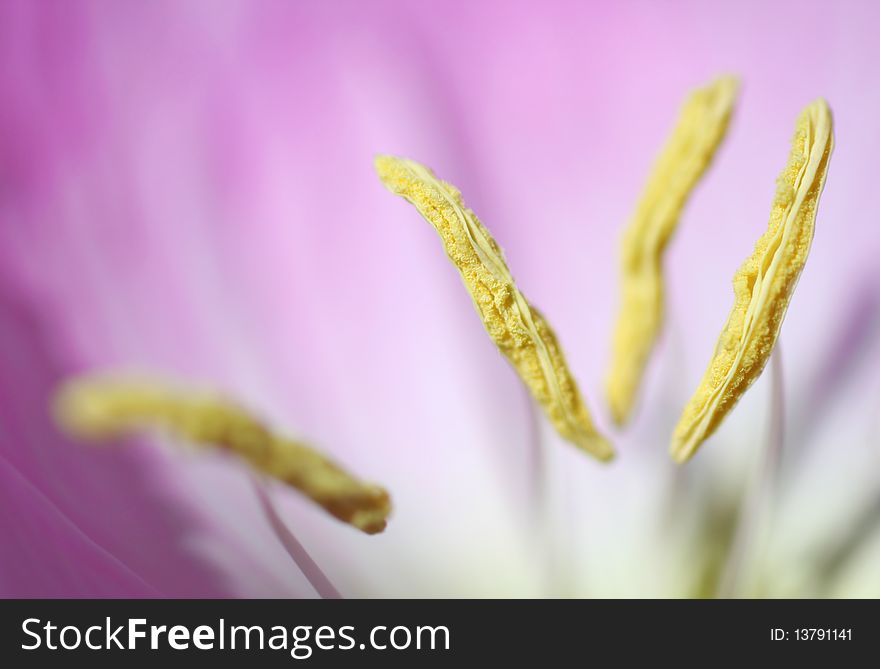 Macro Shot Of Flower Stamen