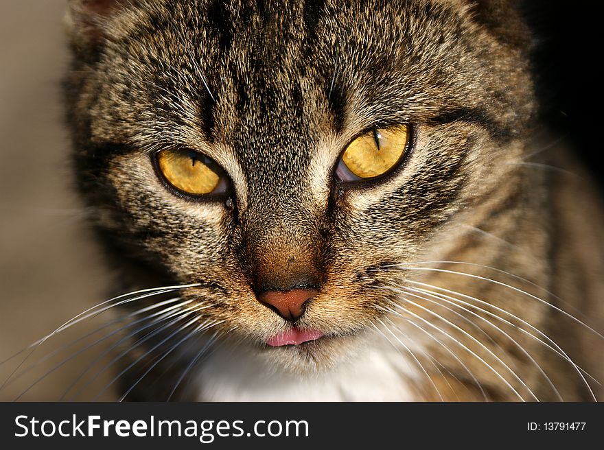 An image of isolated cat who tick his tongue