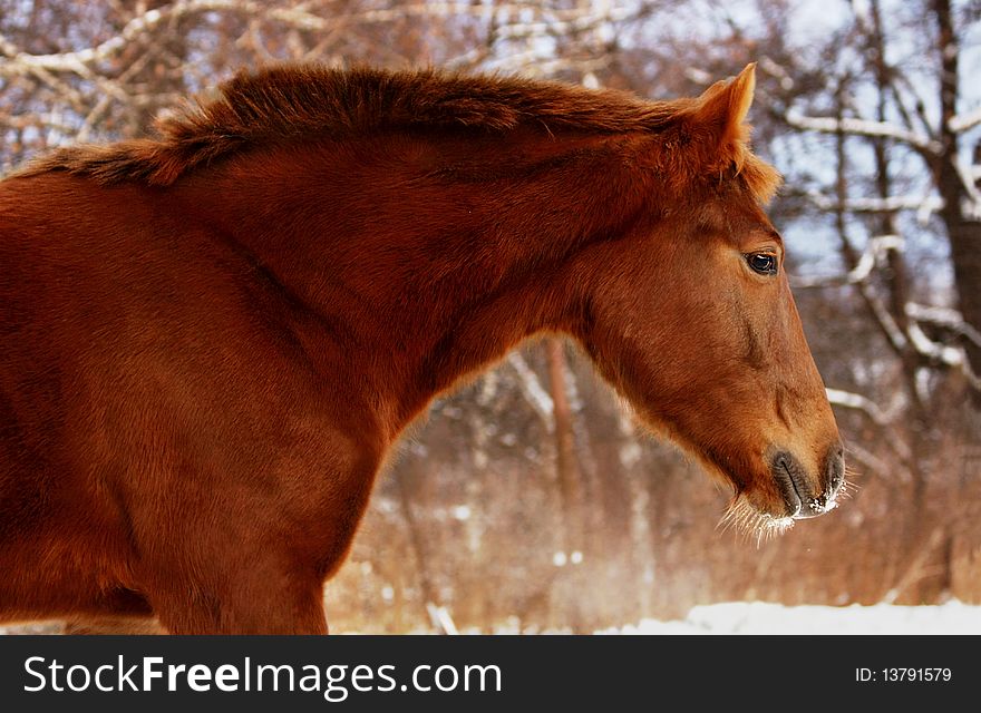 Bright bay horse portrait in winter