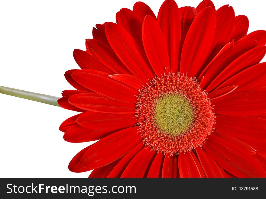 Red gerber isolated on white