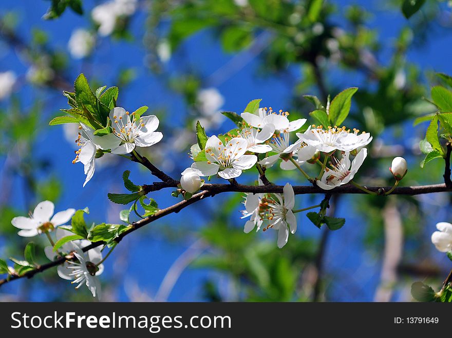 Blossoming tree with white flowers on blue sky background. Blossoming tree with white flowers on blue sky background