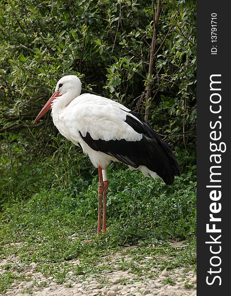 A resting white stork, ciconia ciconia
