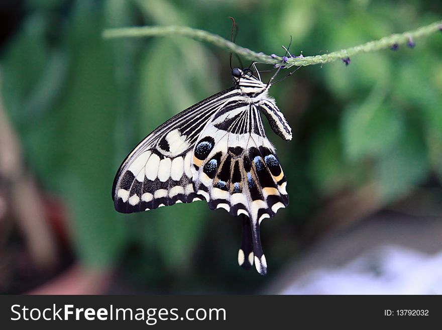 Beautiful butterfly in butterfly section, st. louis zoo