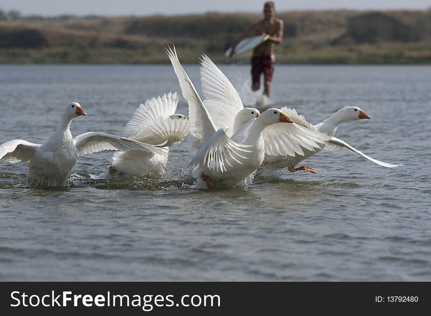 Surfer And Geese