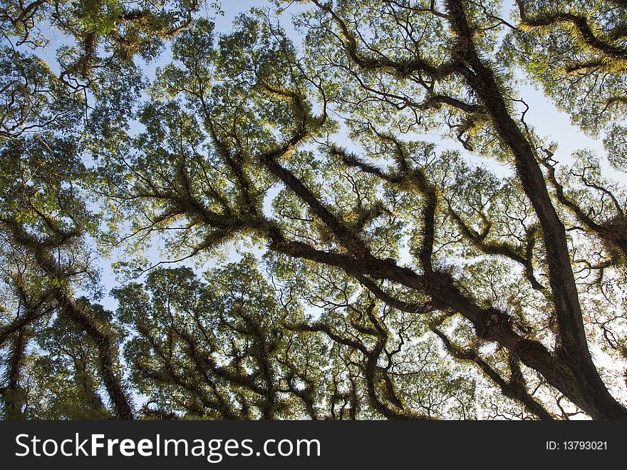 Detail Of Daintree National Park