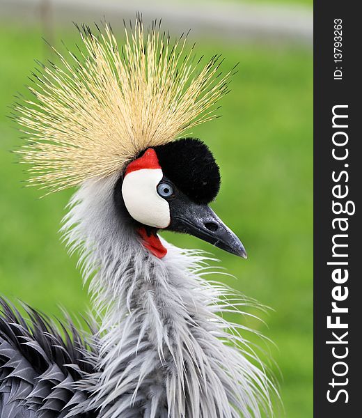 head of grey crowned crane - balearica regulorum gibericeps