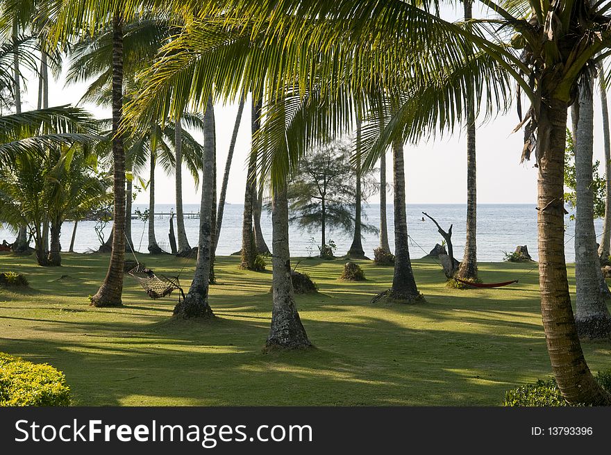 Palm Trees Garden.