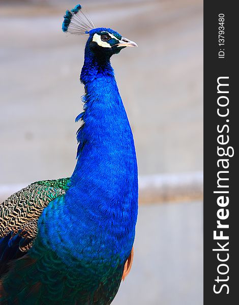 A closeup of a blue peacock head.