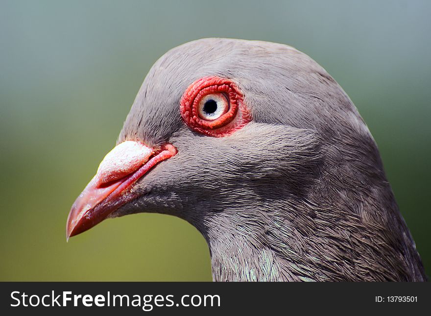 Head of rock pigeon - Columba livia