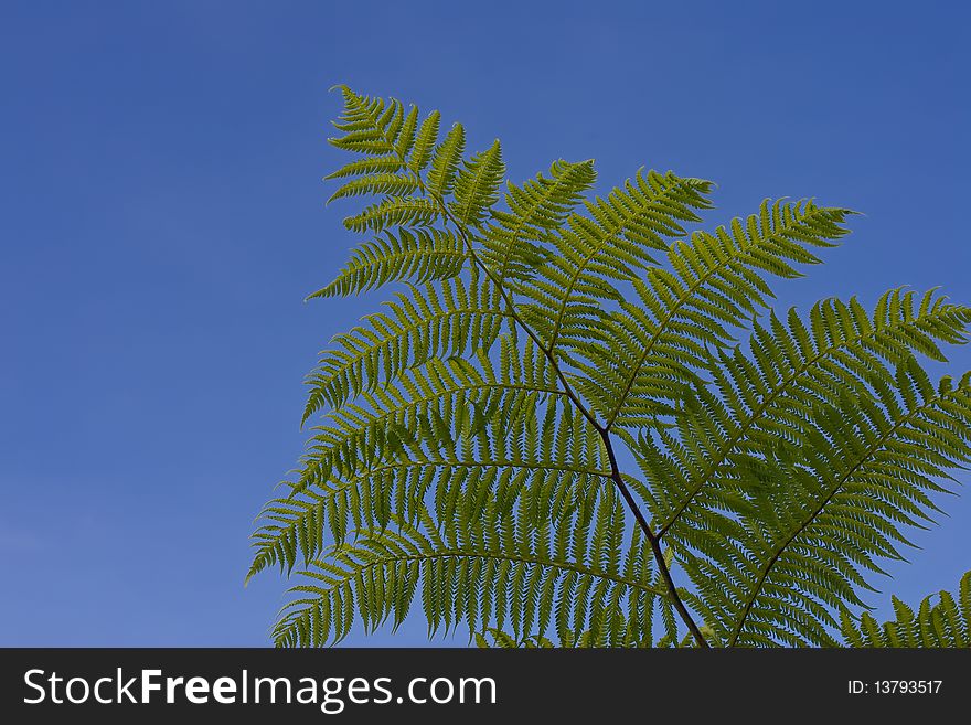 Green leaf of fern on the blue background