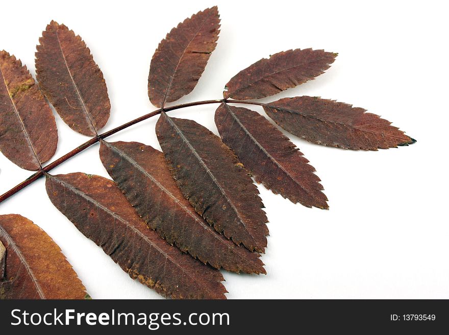 Dry autumn leaves on the white background.