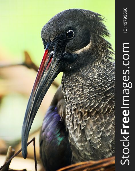 Head of ibis - hadeda hadada ibis - bostrychia hagedash