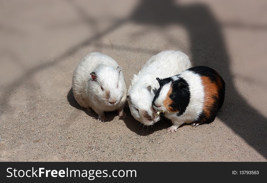 guinea pigs, it looks chubby, clumsy and cute, strokes popular.