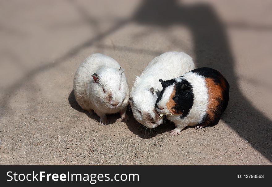 Guinea Pigs