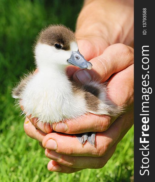 Chicken of Ruddy Shelduck in hands - Tadorna ferruginea