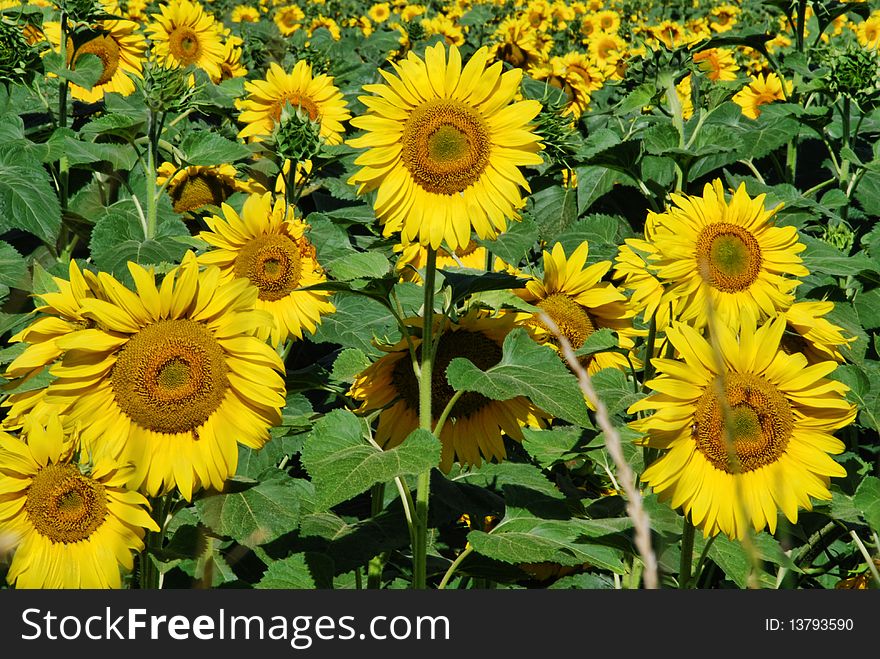 Gorgeous meadow full of Sunflowers in Tuscany. Gorgeous meadow full of Sunflowers in Tuscany