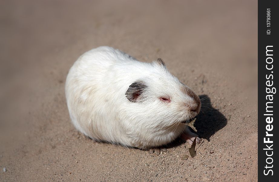Guinea pig, it looks chubby, clumsy and cute, strokes popular.