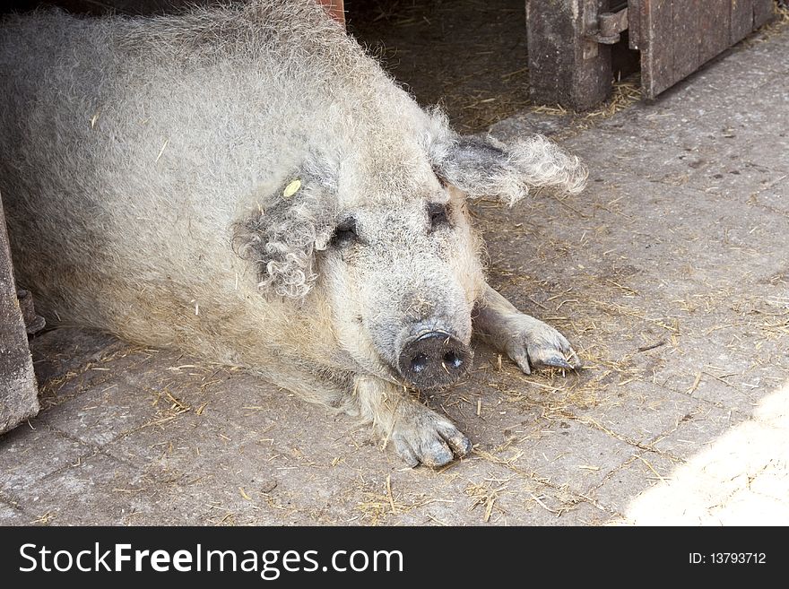 Big curly-headed boar (Zoo, Budapest)