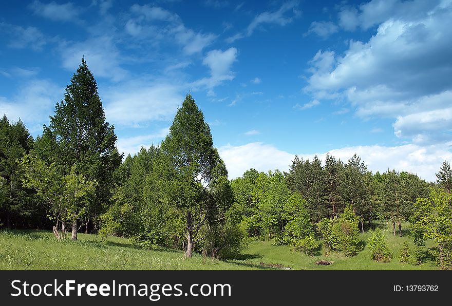 Summer landscape with trees. Blue sky with clouds.