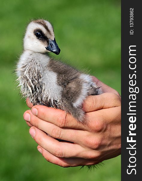 Chicken of upland or magellan Goose in hands- chloephaga picta