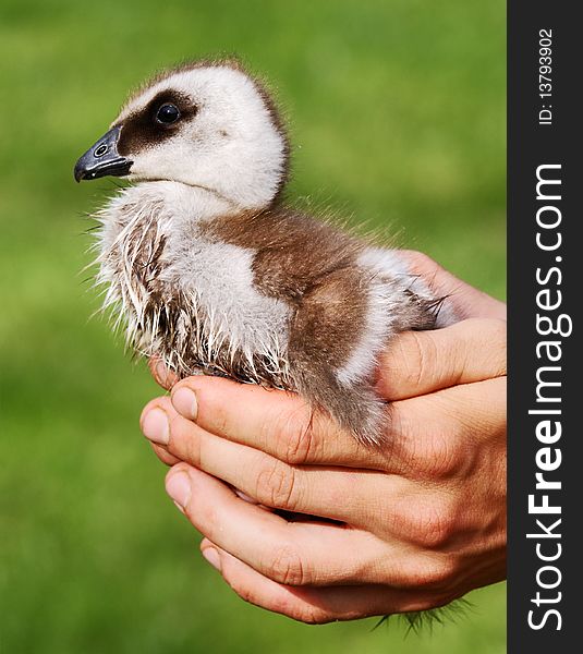 Chicken of upland or magellan Goose in hands- chloephaga picta