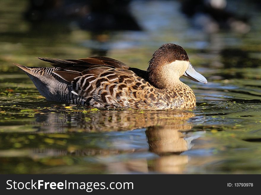 Silver Teal on water - Anas versicolor