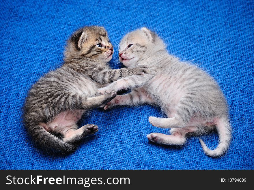 Kittens play a dark blue background. Kittens play a dark blue background