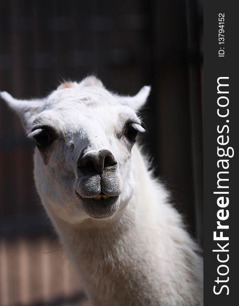 An alpaca in the zoo.