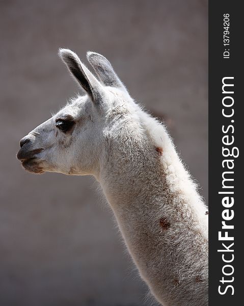 an alpaca in the zoo.