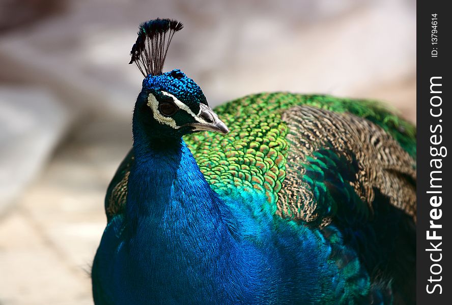 A closeup of a blue peacock head.