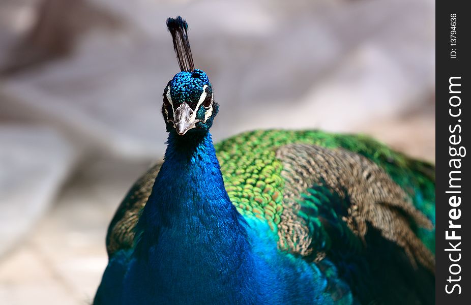 A closeup of a blue peacock head.