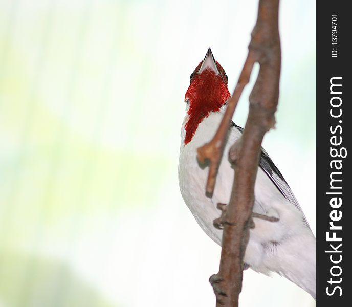 A tropical bird perched on a branch of a tree. A tropical bird perched on a branch of a tree