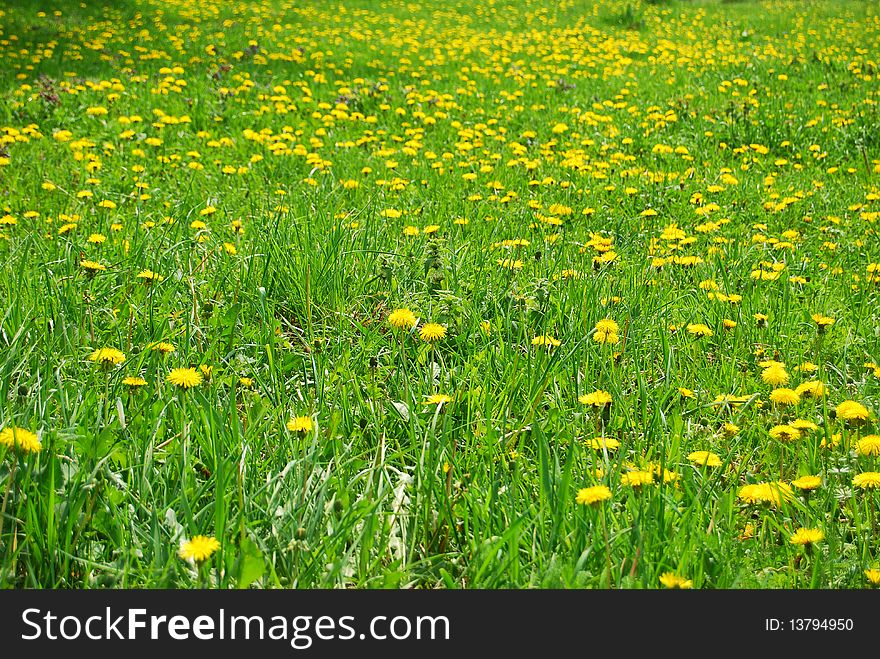 A field with yellow dandelion