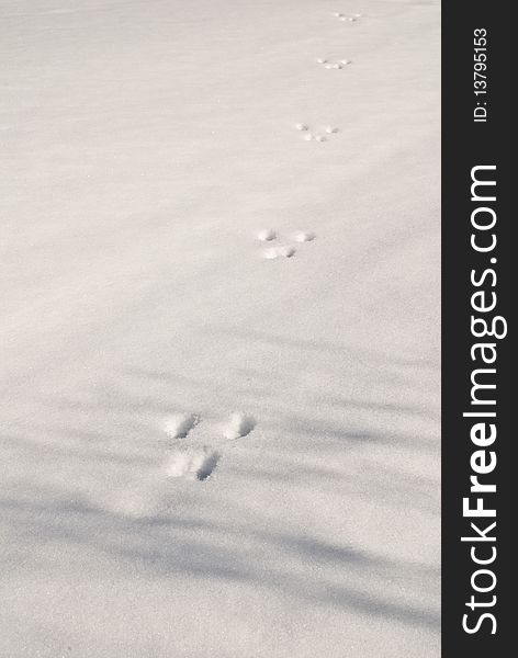 Traces of a wild animal on a white snow. Traces of a wild animal on a white snow